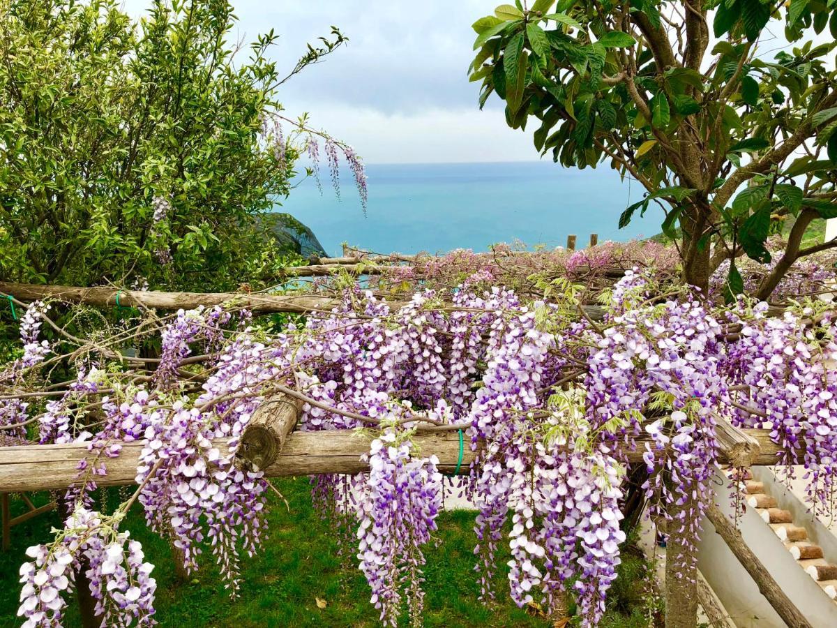 VietriCasa Flora住宿加早餐旅馆 外观 照片